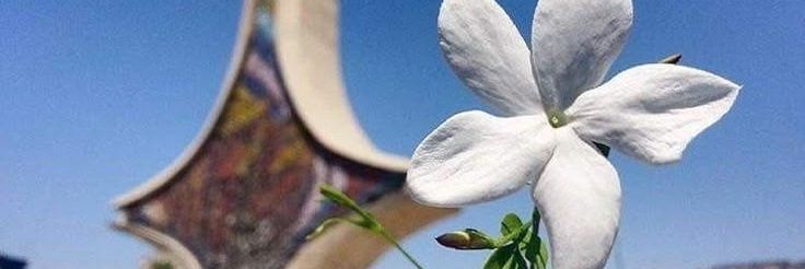 ياسمين الشام 🌙🌿♥️'s banner