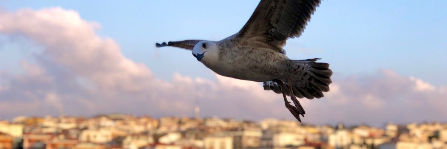 Feyza Nur Başkaya Osmić's banner