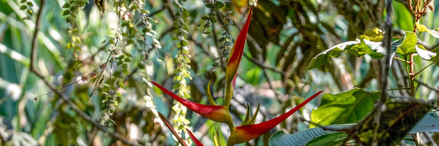 Más allá de los cuentos's banner
