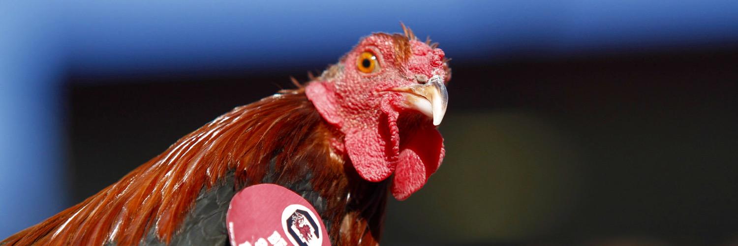 TheBigSpur.com's banner