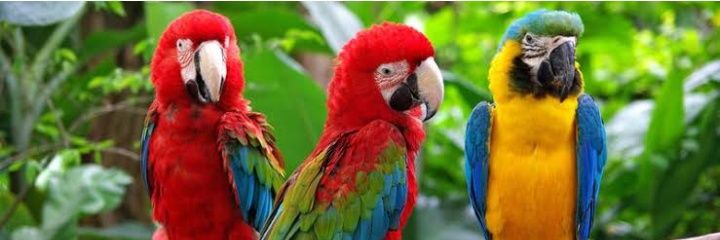 🇿🇦🇿🇦PARROT's banner