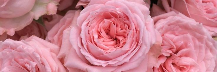 AniaBurnosN🌹❤️'s banner