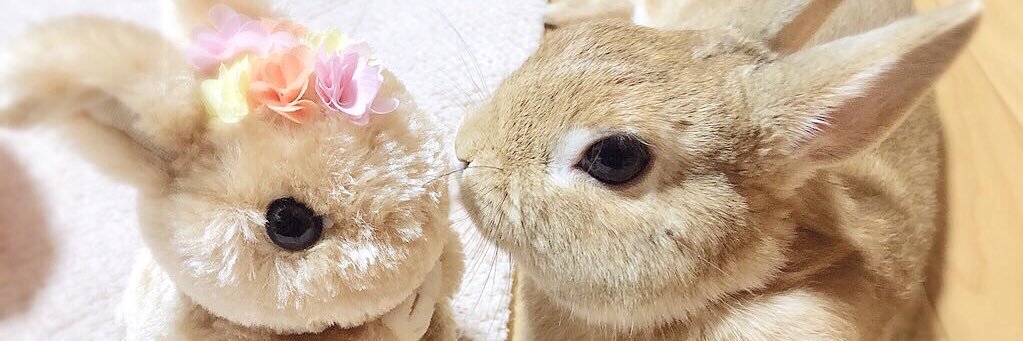 うさぎのランとコナンとシェリー's banner