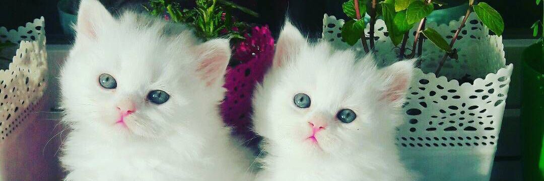 Kitten Cat😺's banner