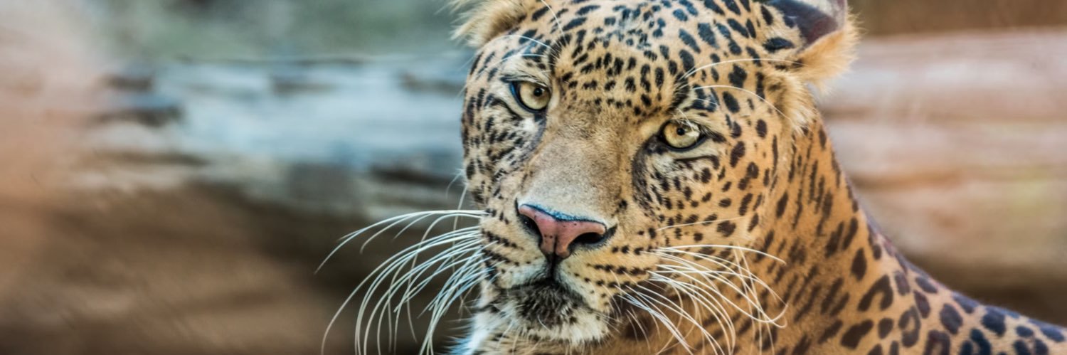 Jadethejaguar's banner