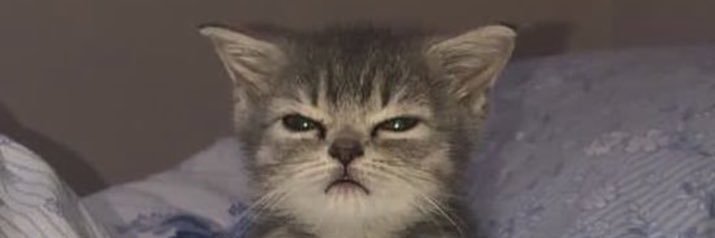 Delie's banner