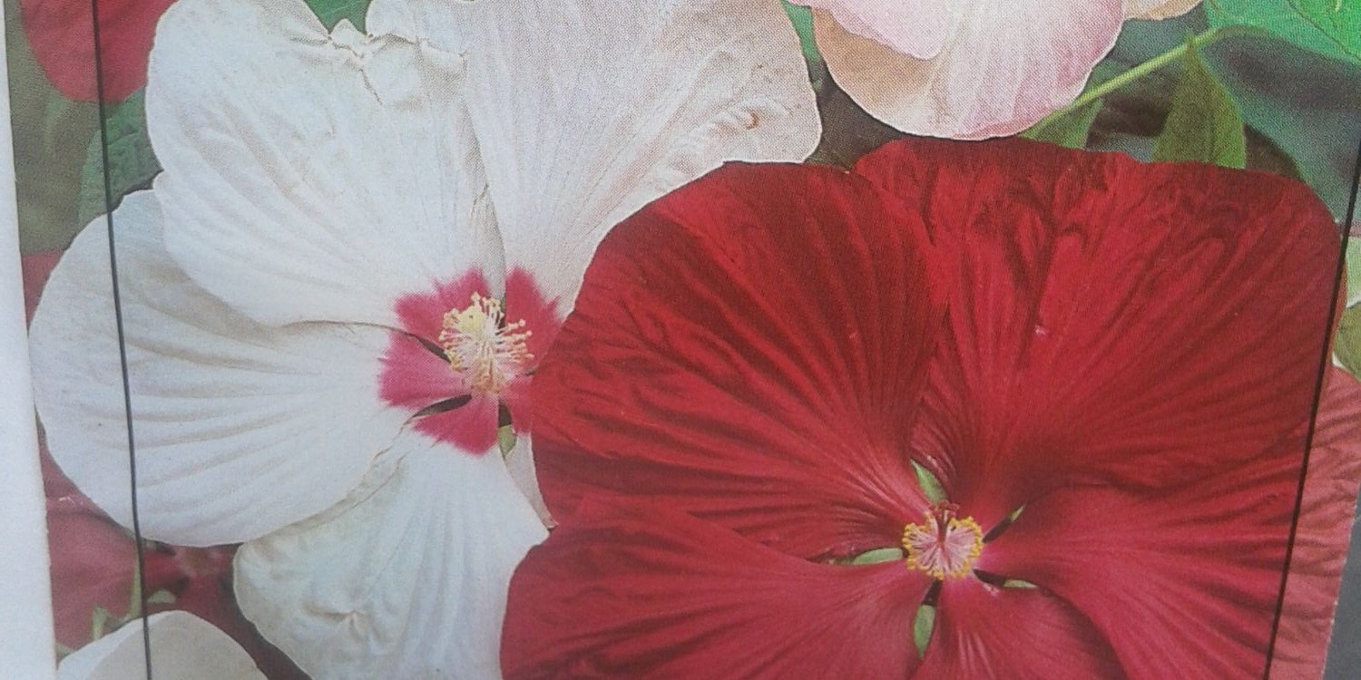 Blagica Kostic's banner