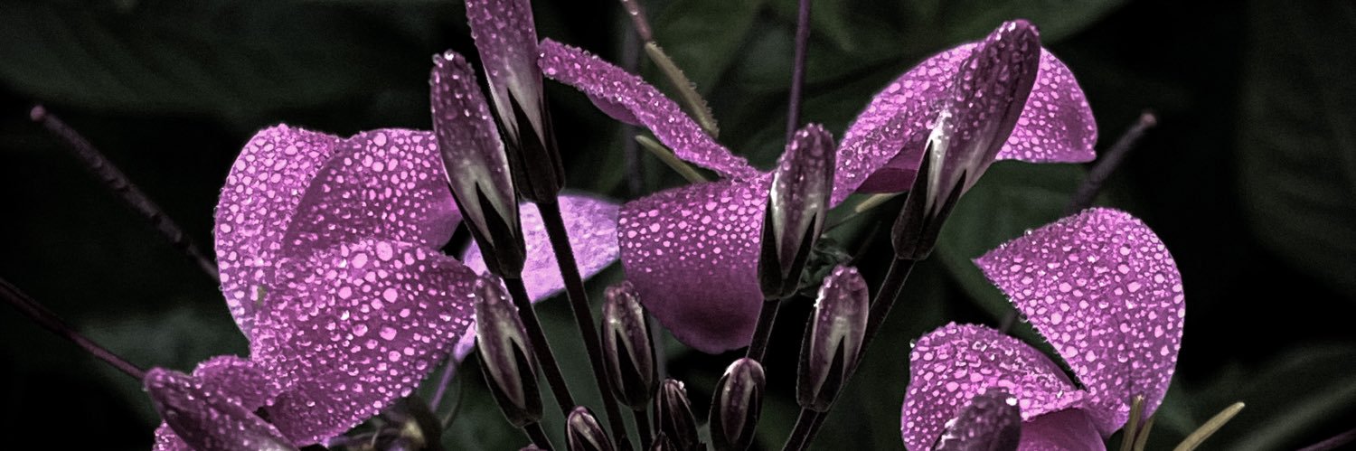 Netti's banner