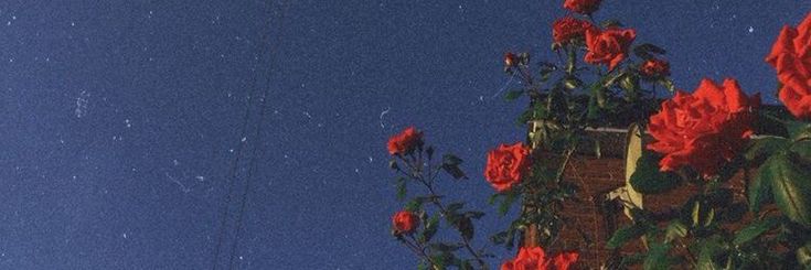 Olivia's banner