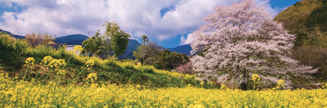 秦野市's banner