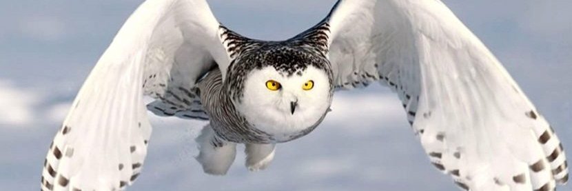 Mamá Lechuza  🦉's banner
