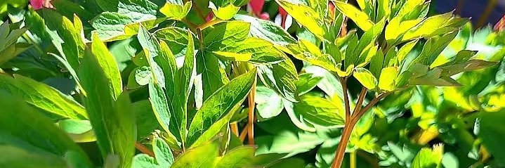 Média R's banner
