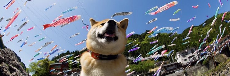 大黄推's banner
