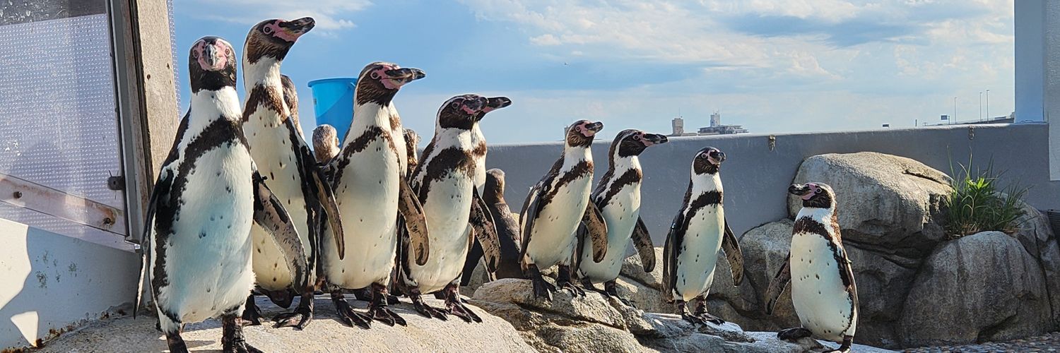 P for Penguin's banner