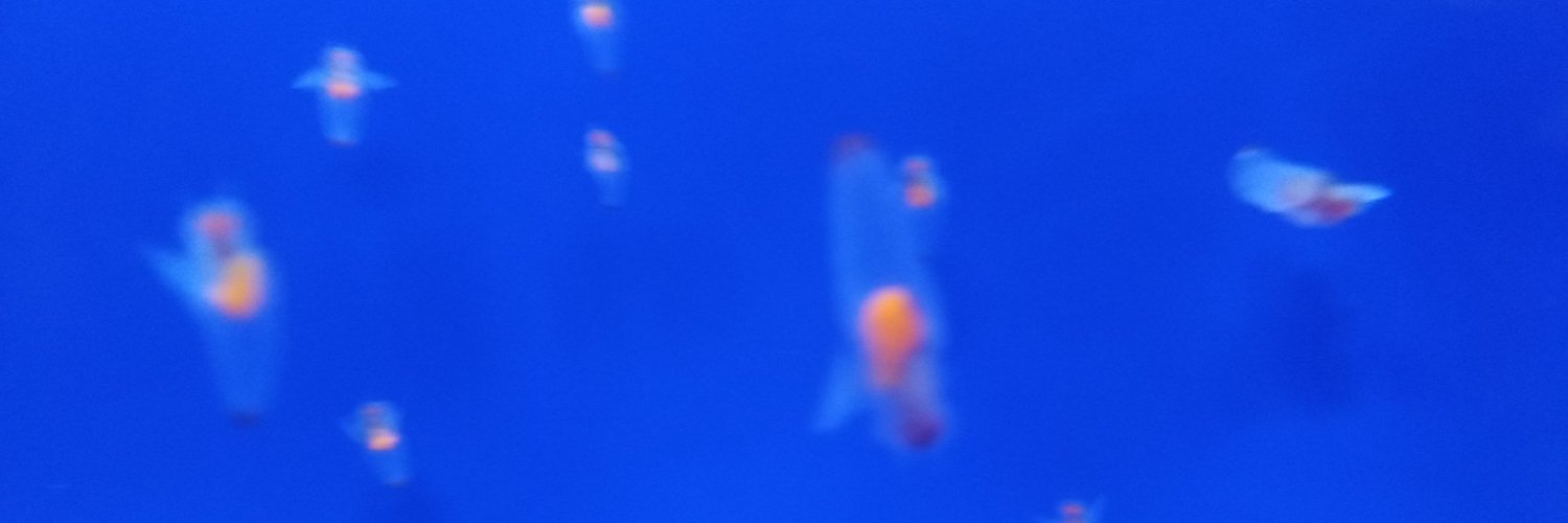 インコ北海道's banner