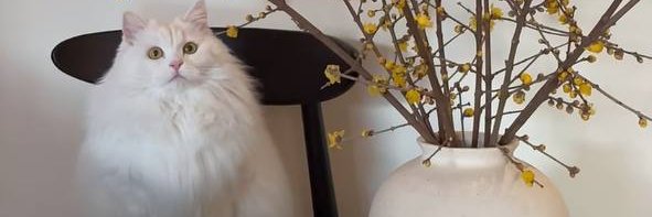 土豆妈妈🥔's banner