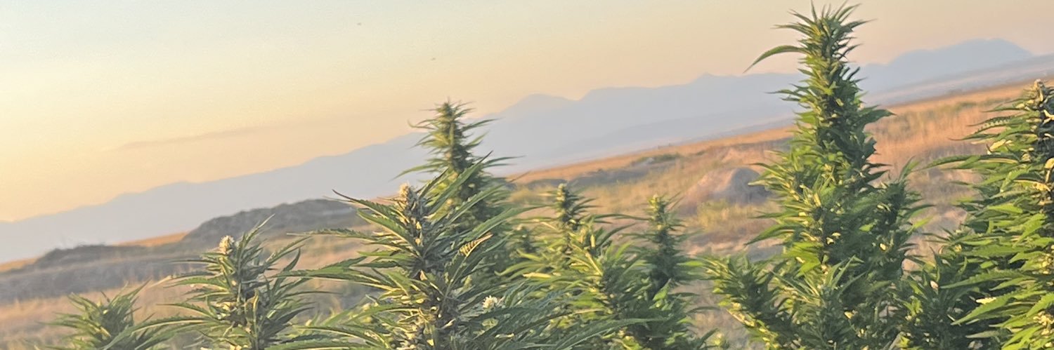 ÐŘEAM🦁's banner