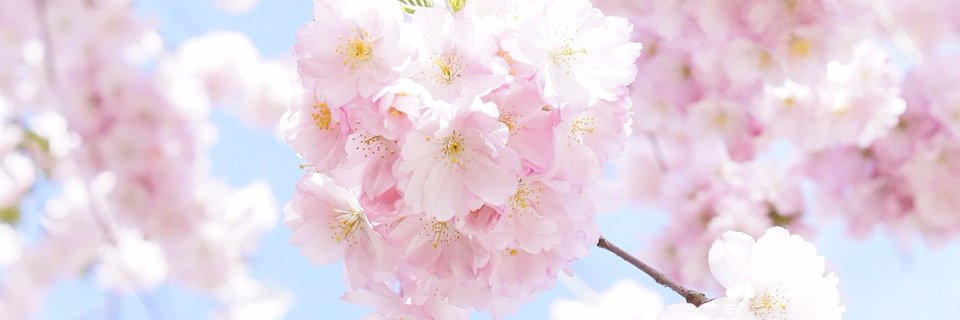 청교미's banner