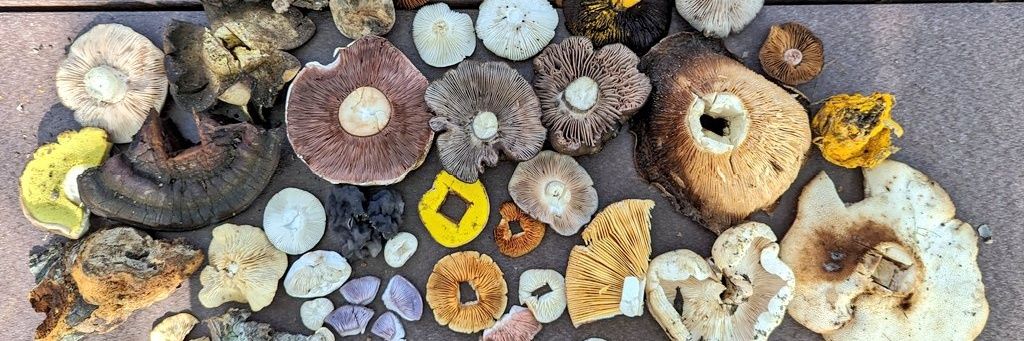 Morgan Rockwell 🍄's banner