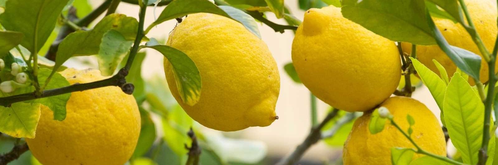 🍋Mitch Bukanan.🍋🇪🇦's banner