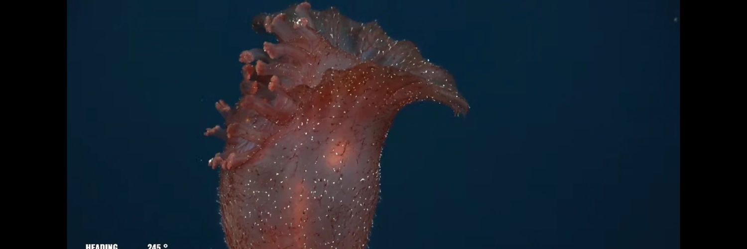 The Unknown Explorer's banner