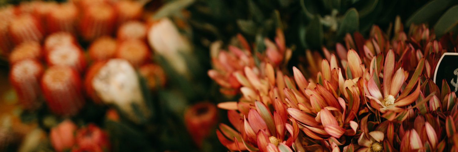 Alice Grey's banner