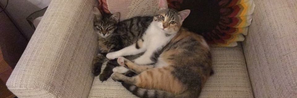 miyav annesi YASAYI İPTAL ET 🧡🐕 🐈's banner