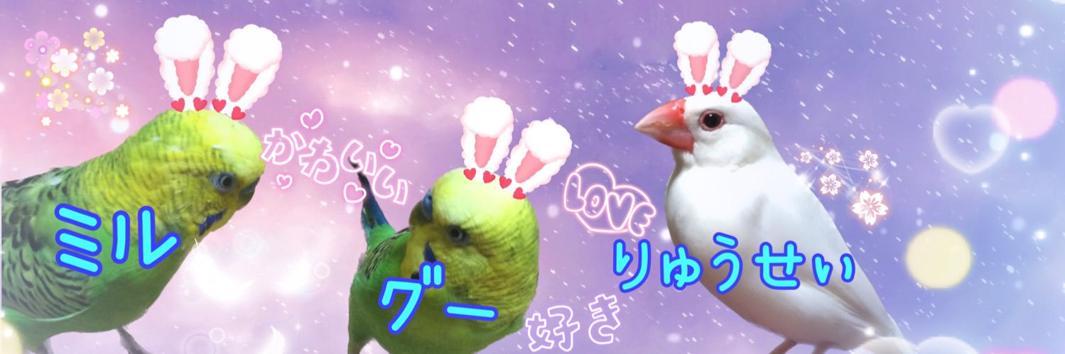 友と文鳥ｽﾞ°ʚ(•ө•)ɞ°'s banner
