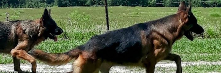 K9_🇺🇸_Patriots_USA's banner
