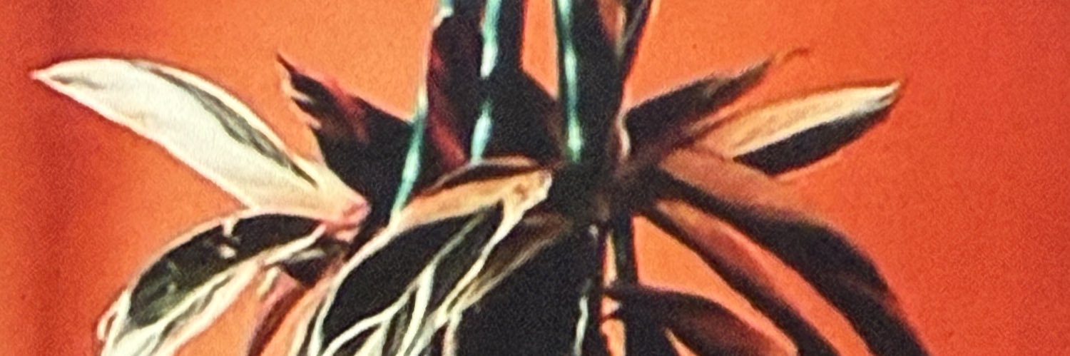 CULITO TV/CD TRAGON 🍑💥's banner
