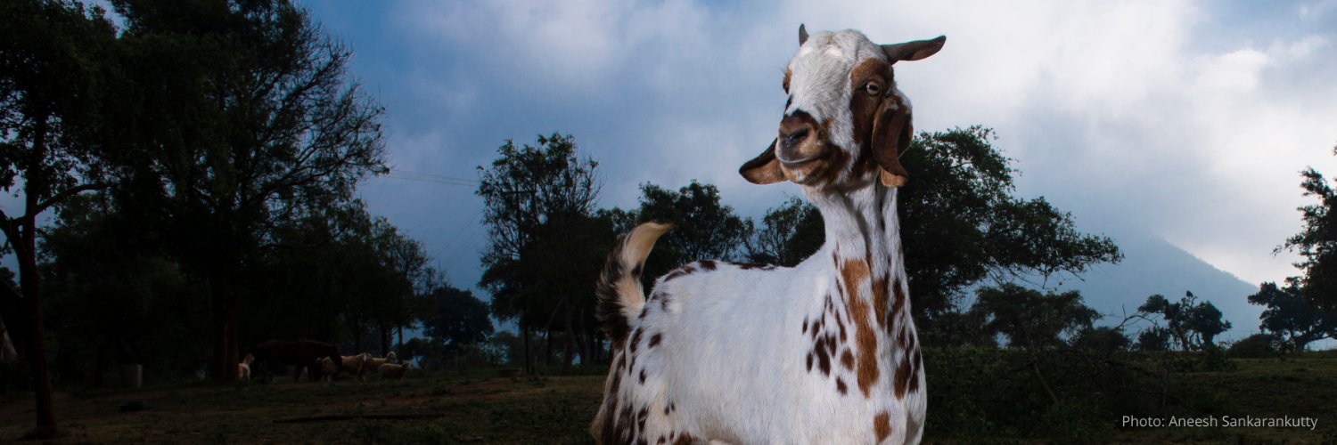 PETA India's banner