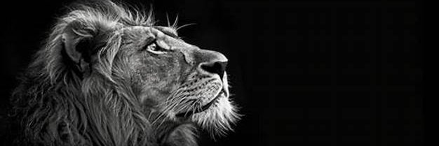 NATURE IN ACTION 🐆's banner