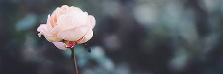 齋藤彩夏's banner