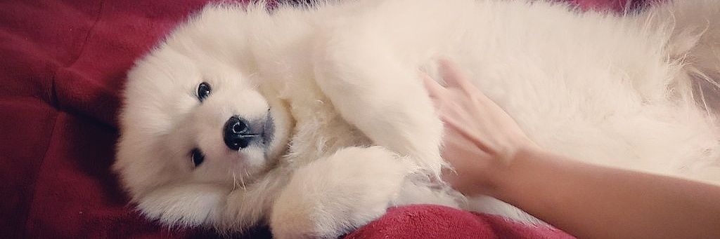 MsVixen's banner