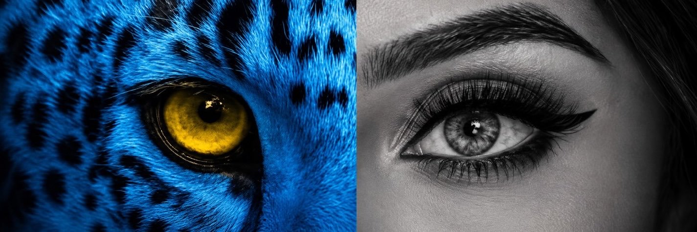 Turquoise Cat's banner