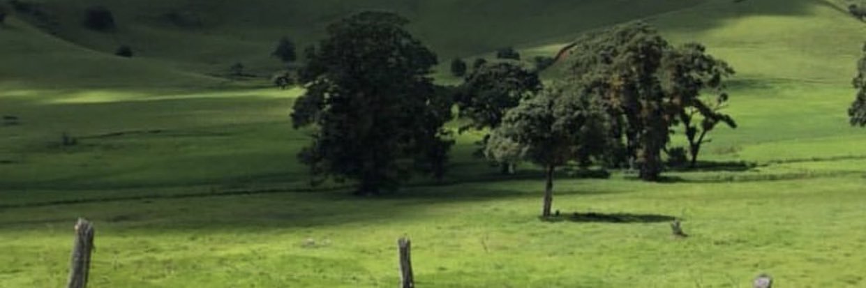ALEXANDRE LINS's banner