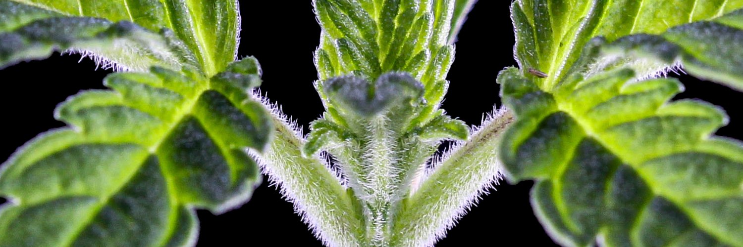Romulan Genetics's banner