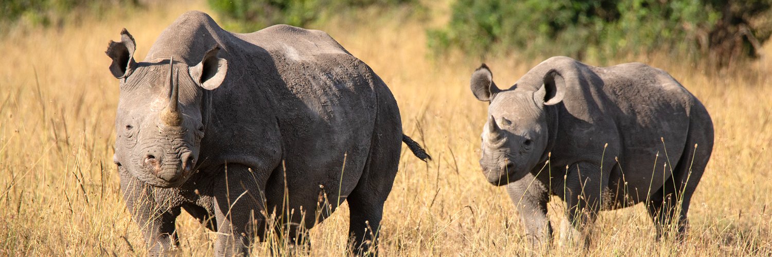 Helping Rhinos 🦏's banner