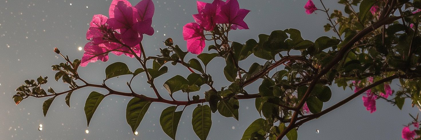 🌼's banner