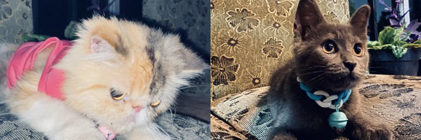 gyta🍓's banner