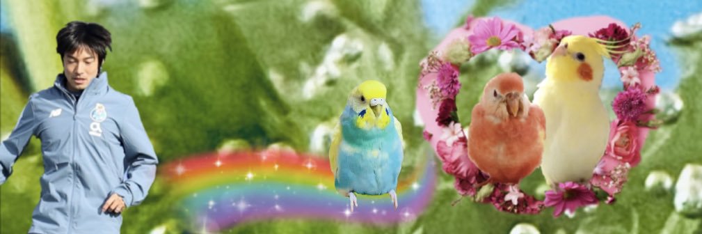 彩ぴょ〜Cockatiel〜's banner