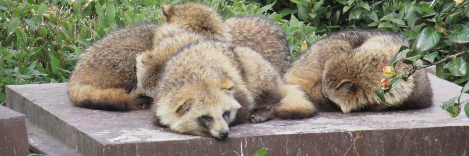 かめぽん's banner
