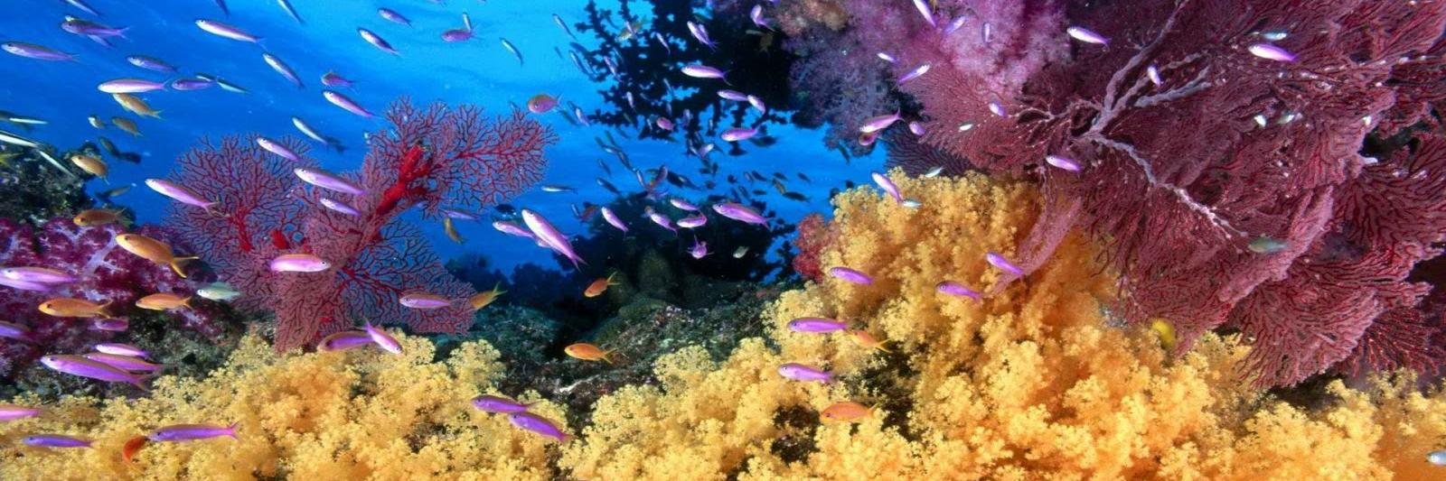 MaduroDive's banner