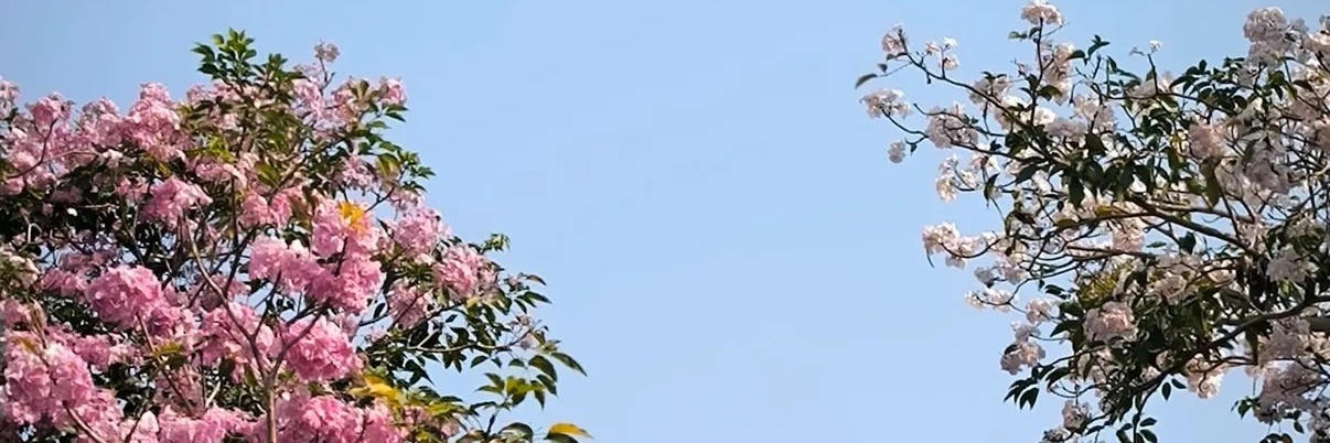 Littlesy's banner