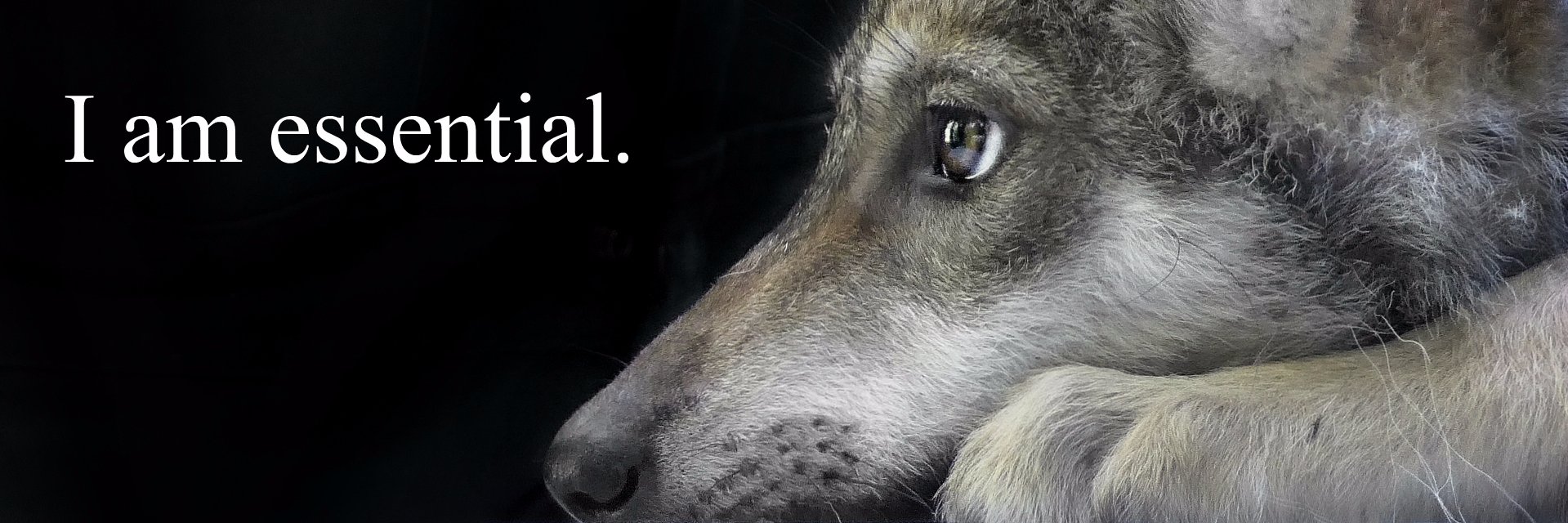 Wolf Conservation Center 🐺's banner
