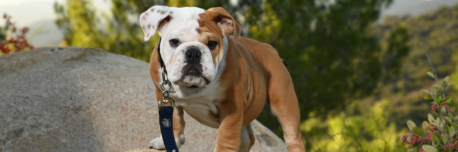 Jack the Bulldog's banner