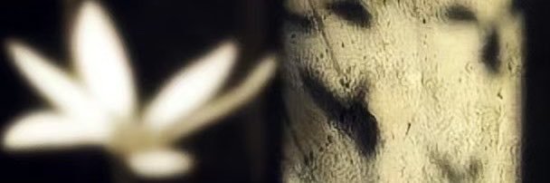 sachi's banner