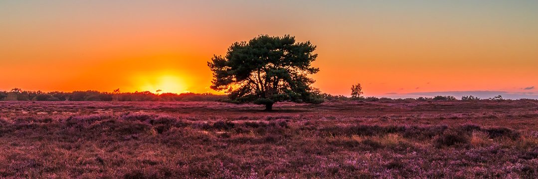 Richard Steenvoorden 🌱's banner