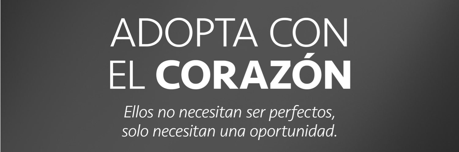 Pao Peralta 🐶 Rescatando Perritos 🇵🇪's banner
