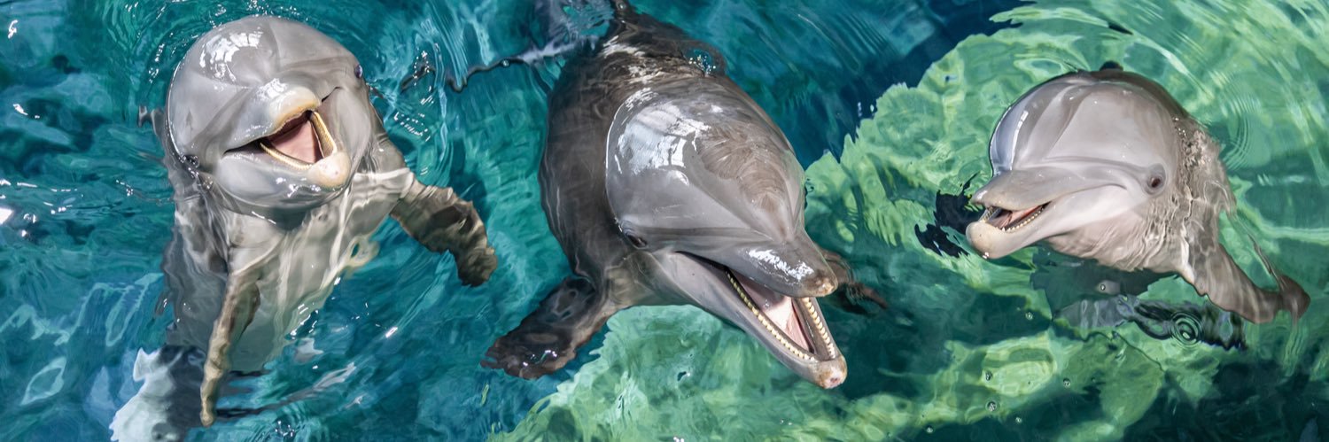 Clearwater Aquarium's banner
